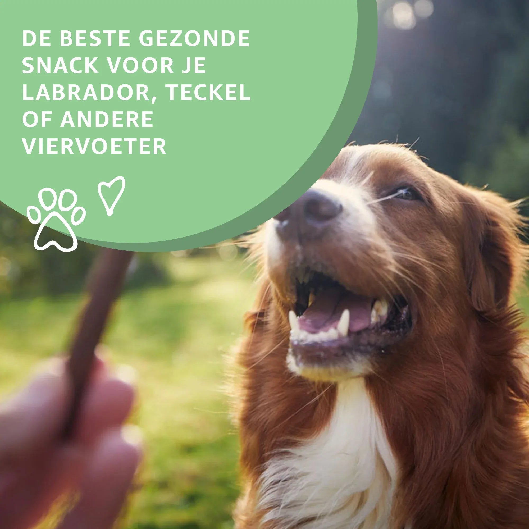 Kippennekken