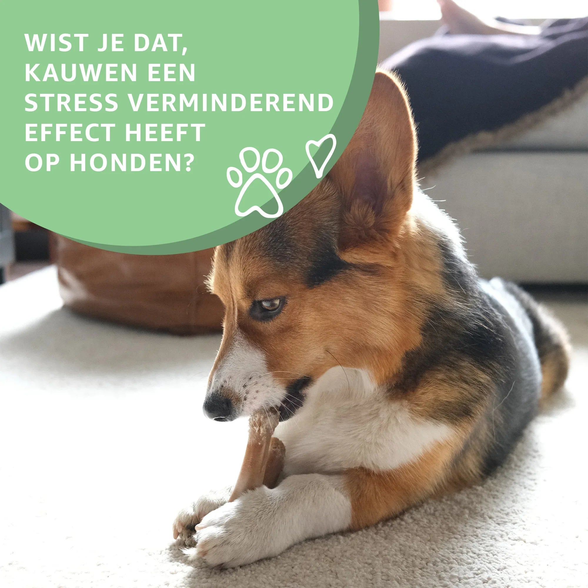 Konijnenoren zonder haar